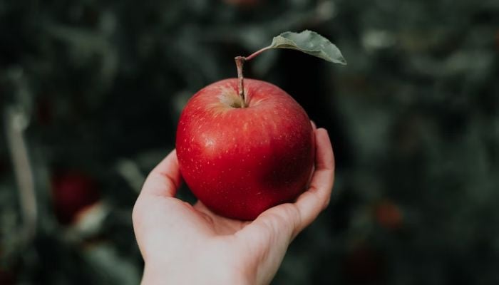 Can an apple a day really keep the doctor away?