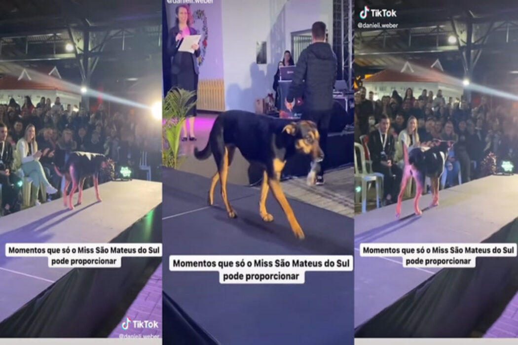 Dog steals 15 minutes of fame from beauty queens