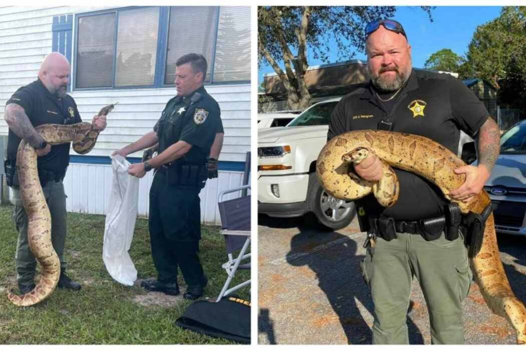 Florida police officer catches 10-foot snake, netizens react