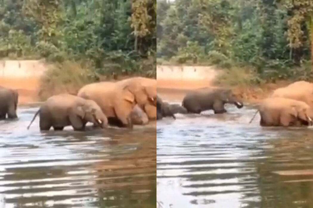 Netizens love to see elephant family baths in viral video
