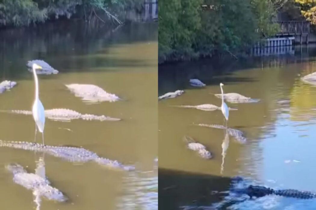 Ubergator? A video of a bird surfing on a crocodile has gone viral