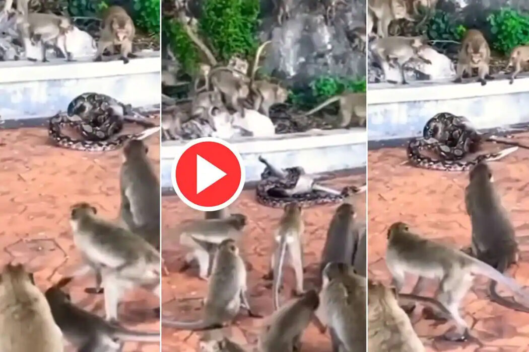 Viral: Python attempts to eat monkey, other monkeys save him