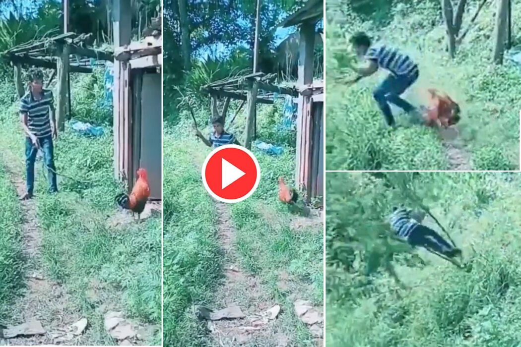 Viral Video: After Rooster Gets Angry, Man Runs Like a Chicken
