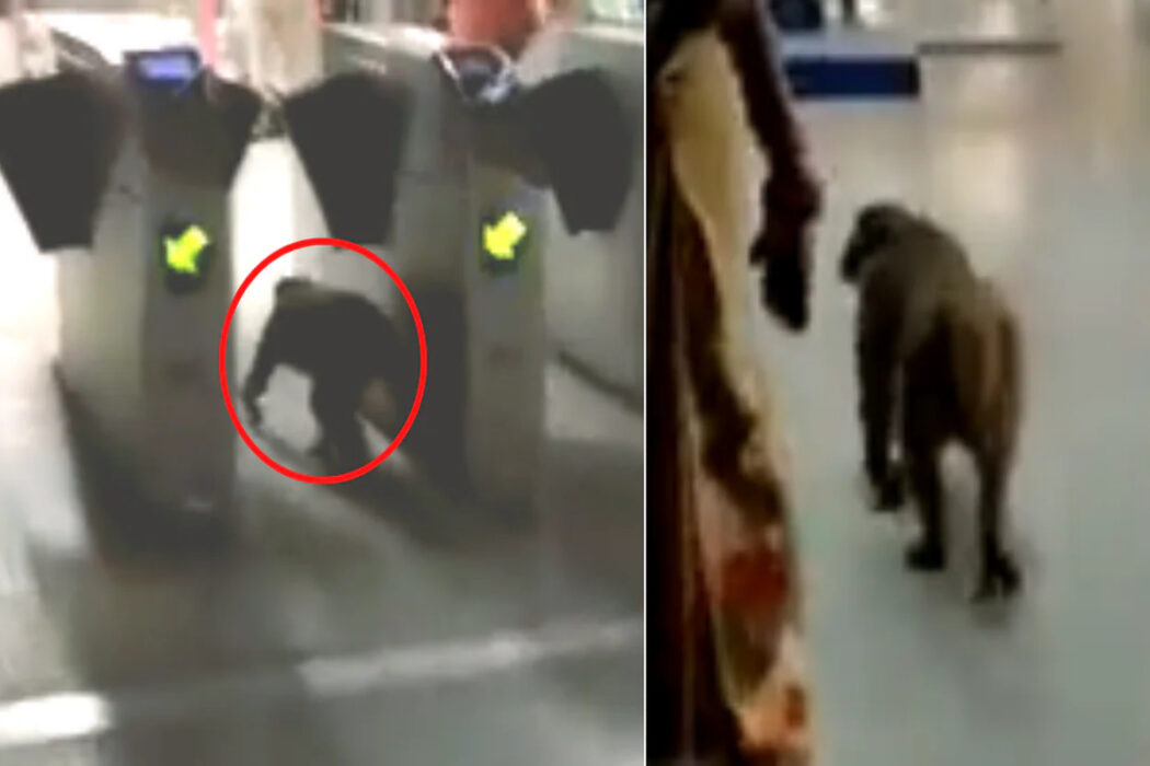 Viral video: Monkey sneaks in Delhi Metro station, passes security