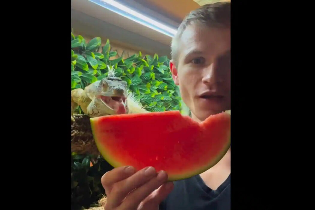 Viral video shows man feeding pet lizard watermelon slice