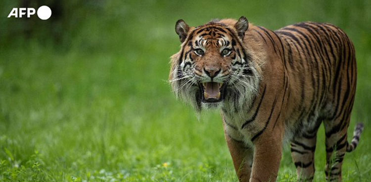 Sumatran Tiger Captured After Second Human Attack
