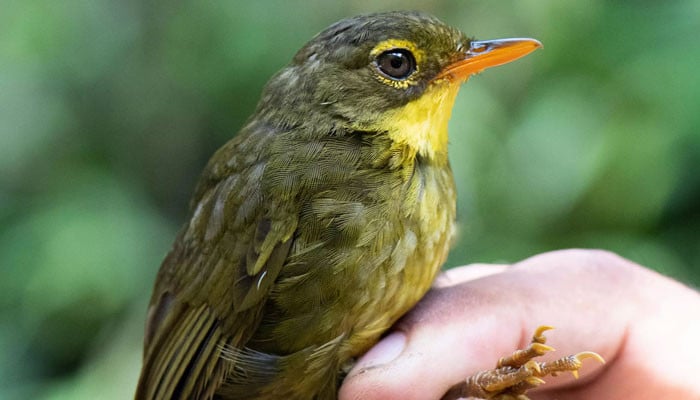 Madagascar songbird seen again after 24 years