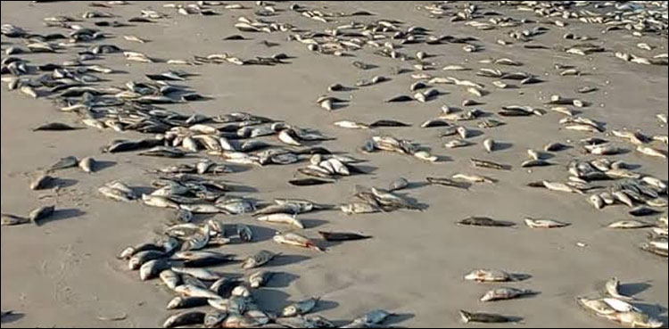 Millions of dead fish clog Australian river