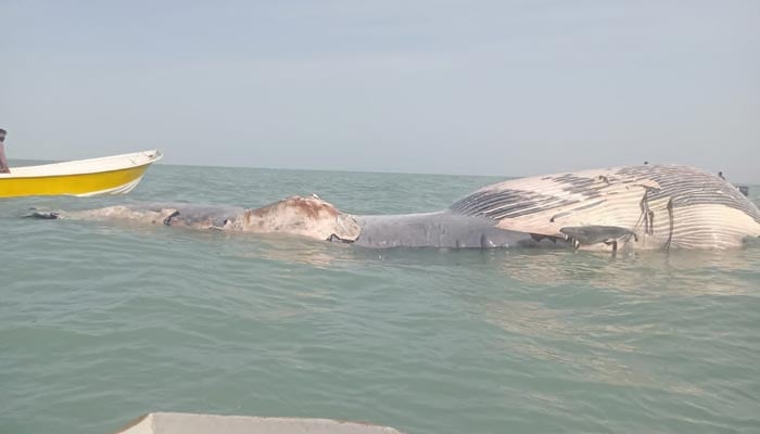WATCH: Ginormous carcass of 42-foot blue whale found off Pakistan coast