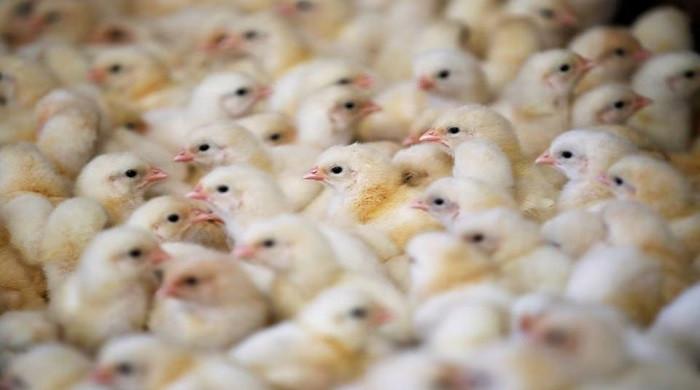 Latest mutations suggest deadlier bird flu pandemic lurking around