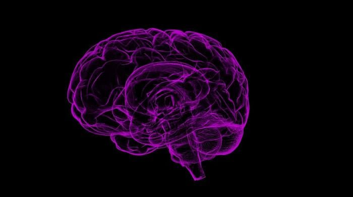 New study reveals shape of brain may influence human behaviour