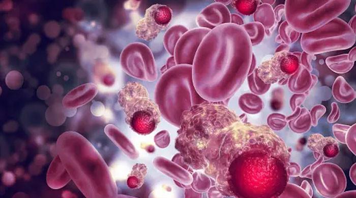 'Rare-blood cancer progression may be reduced to 74% with immune cells'