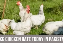 1 KG Chicken Rate Today