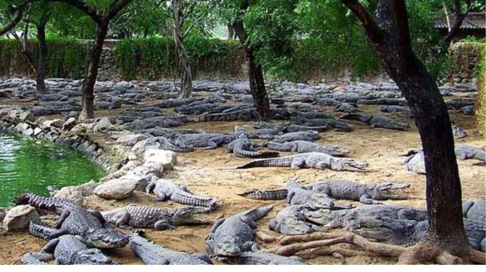 dubai crocodile park
