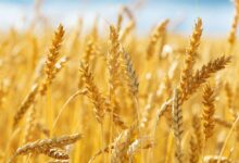 wheat
