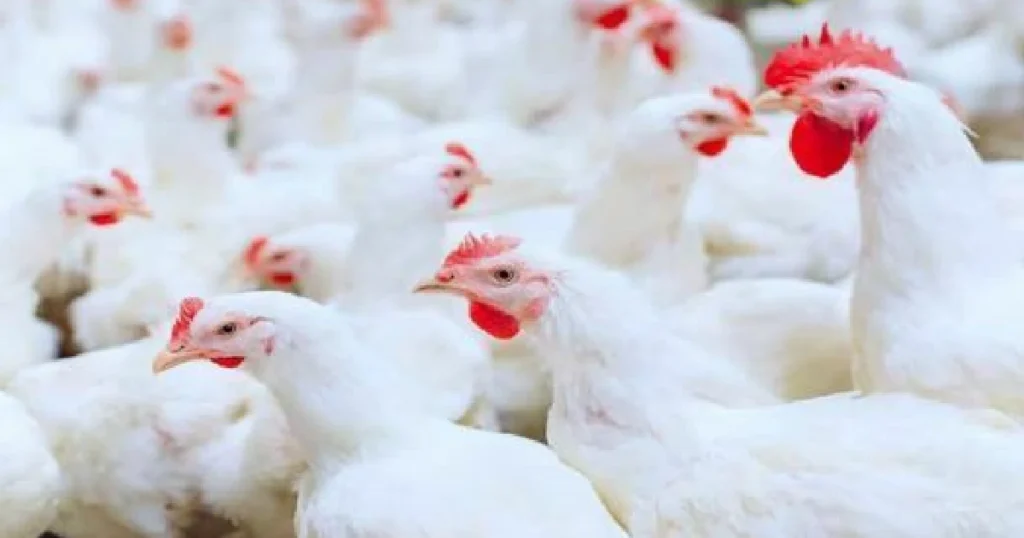 chicken rate in pakistan today