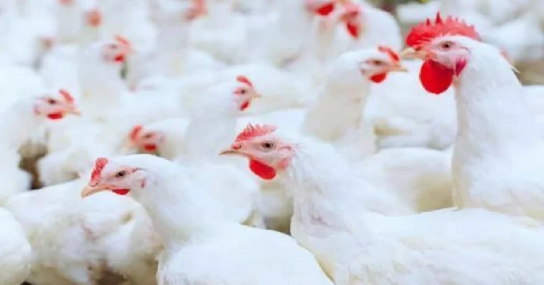 chicken rate in pakistan today