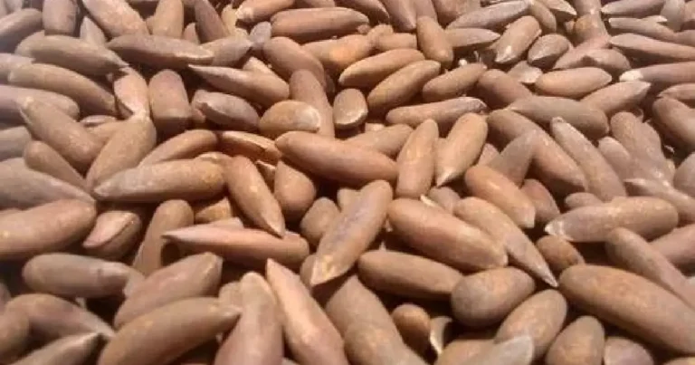 chilgoza
