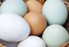 eggs