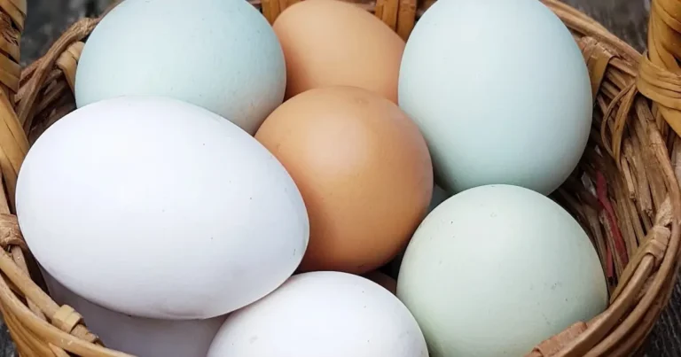 eggs
