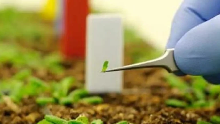 Nanotechnology Applications in Crop Health Monitoring: Tiny Solutions for Big Challenges