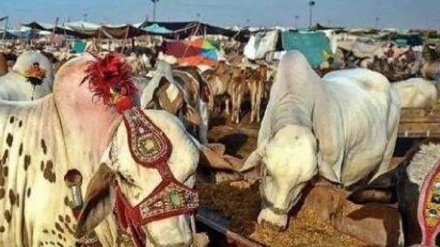 cattle markets