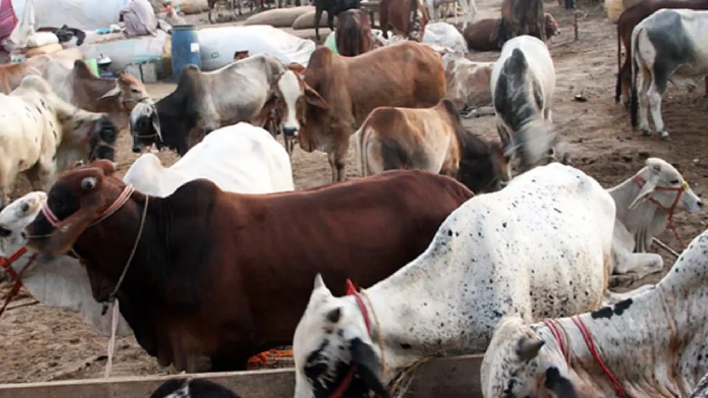 Qurbani Rates 2024: Check Rates for Slaughtering Animals Eid ul-Adha 2024 qurbani